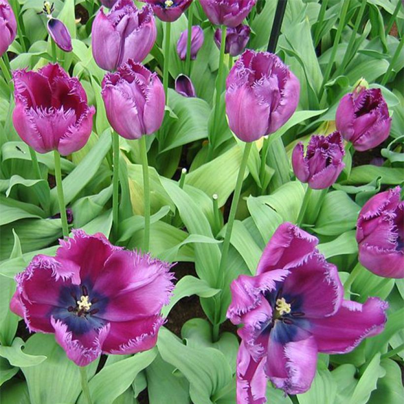 Tulipa Curly Sue (Flowering)