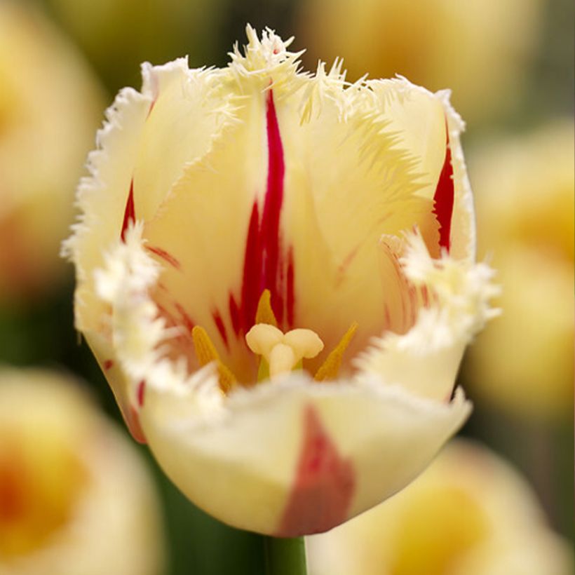 Tulipa crispa 'Carousel' (Flowering)