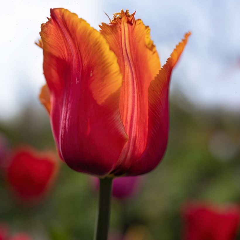 Tulipa crispa 'Louvre Orange' (Flowering)