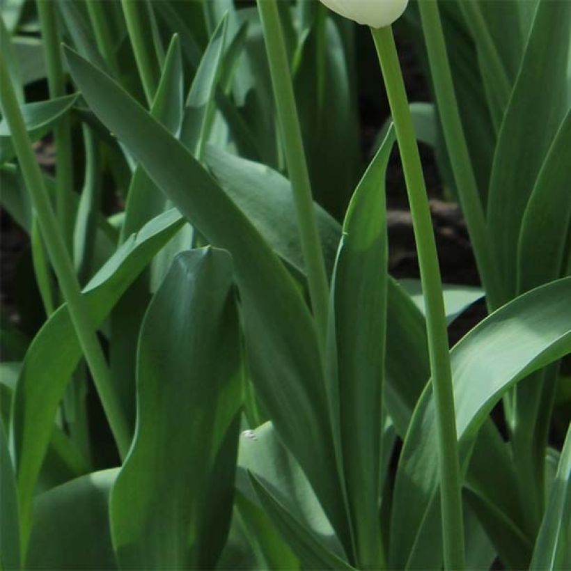 Tulipa crispa 'Néglige' (Foliage)