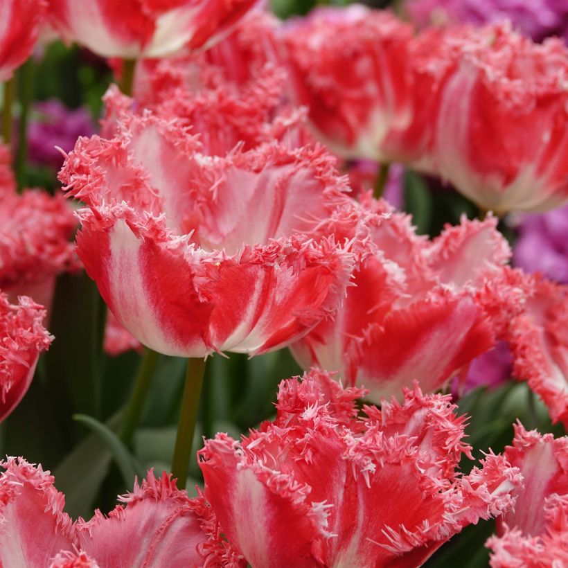 Tulipa crispa 'Néglige' (Flowering)