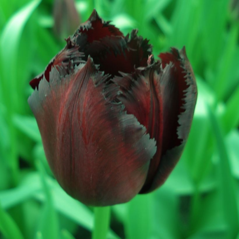Tulipa crispa Vincent van Gogh (Flowering)