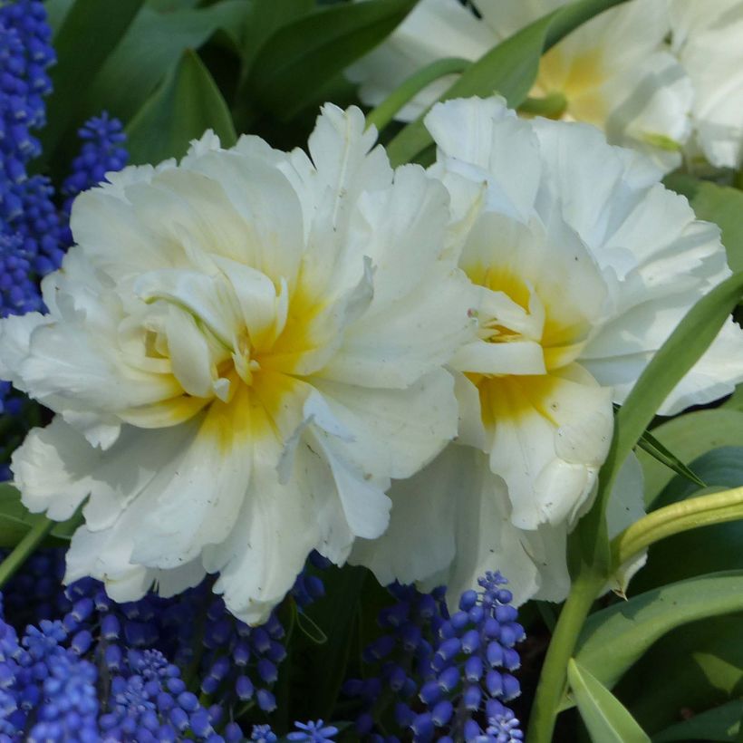 Tulipa Cardinal Mindszenty (Flowering)