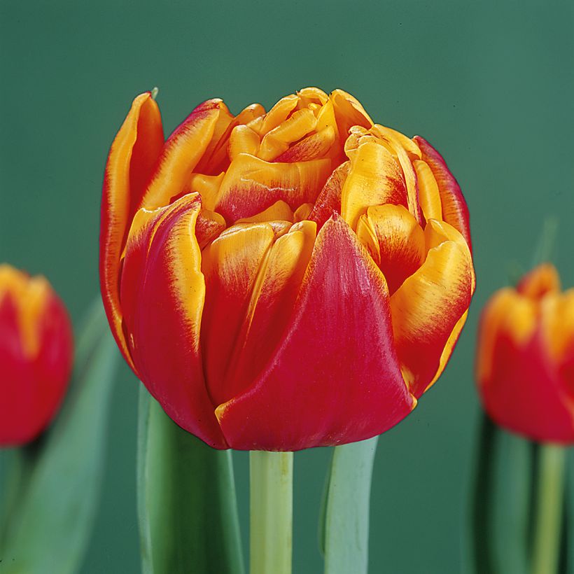 Tulipa Cilesta- Double Early Tulip (Flowering)