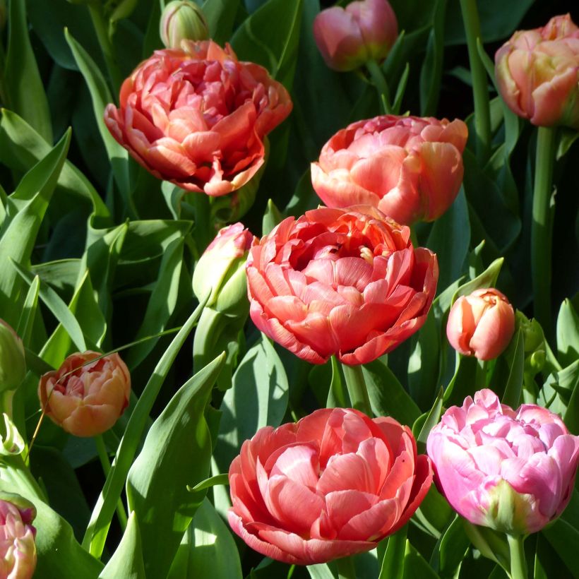 Tulipa Copper Image- Double Early Tulip (Flowering)
