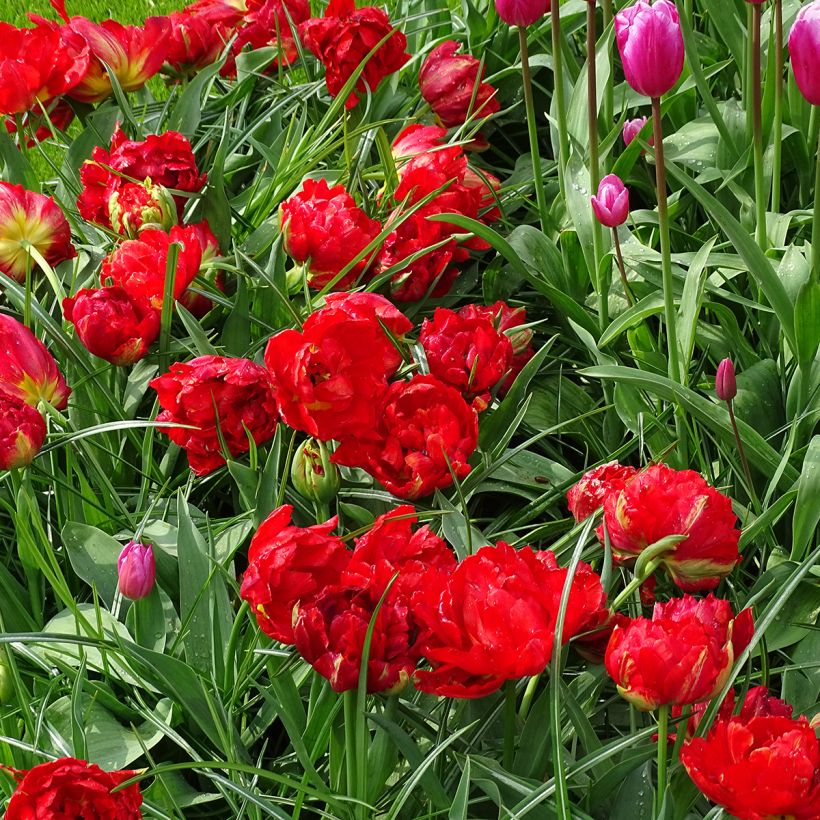 Tulipa Viking- Double Early Tulip (Plant habit)