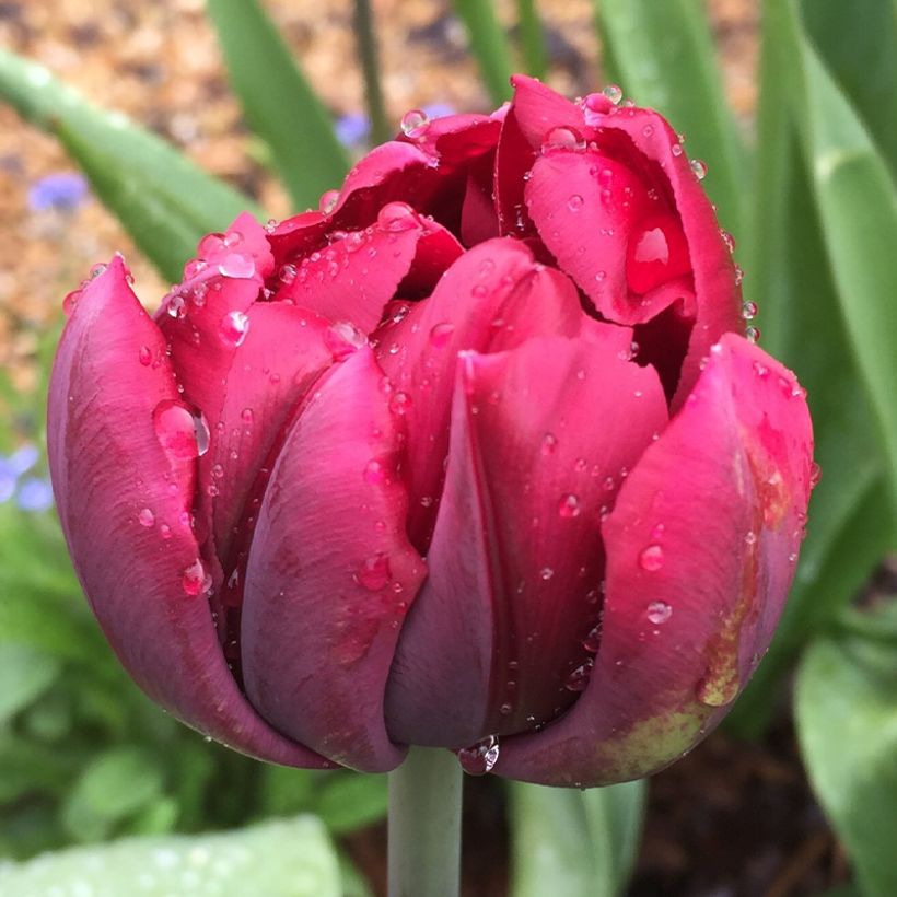 Tulipa 'Antraciet' (Flowering)