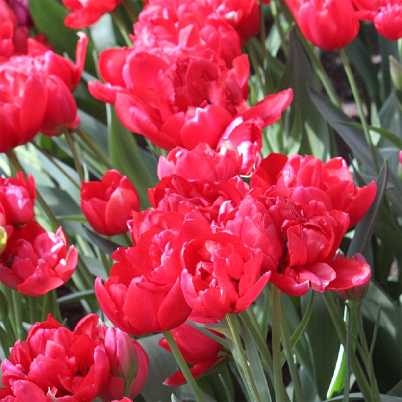 Tulipa Estatic (Flowering)