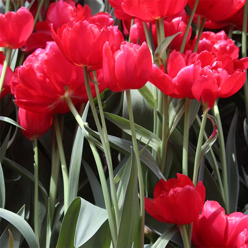 Tulipa Estatic (Plant habit)