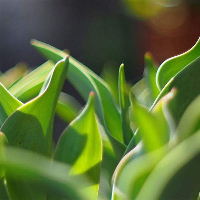 Tulipa Gudoshnik Double (Foliage)