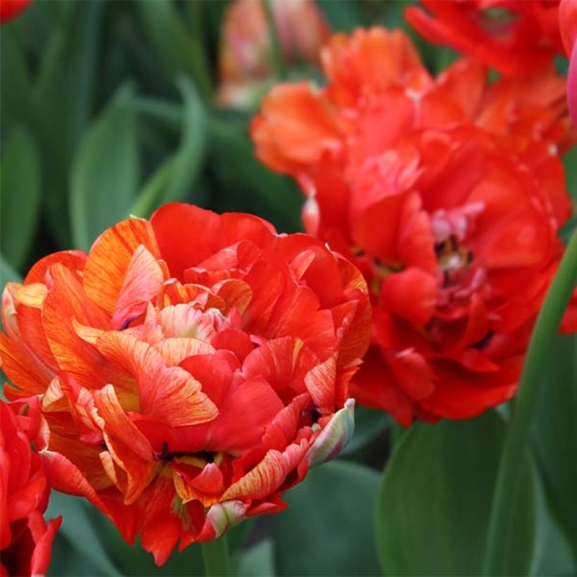 Tulipa Gudoshnik Double (Flowering)