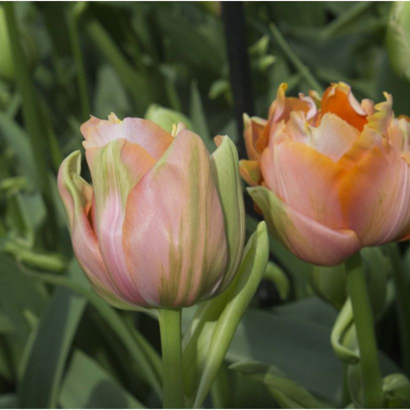 Tulipa Menton Unique (Flowering)