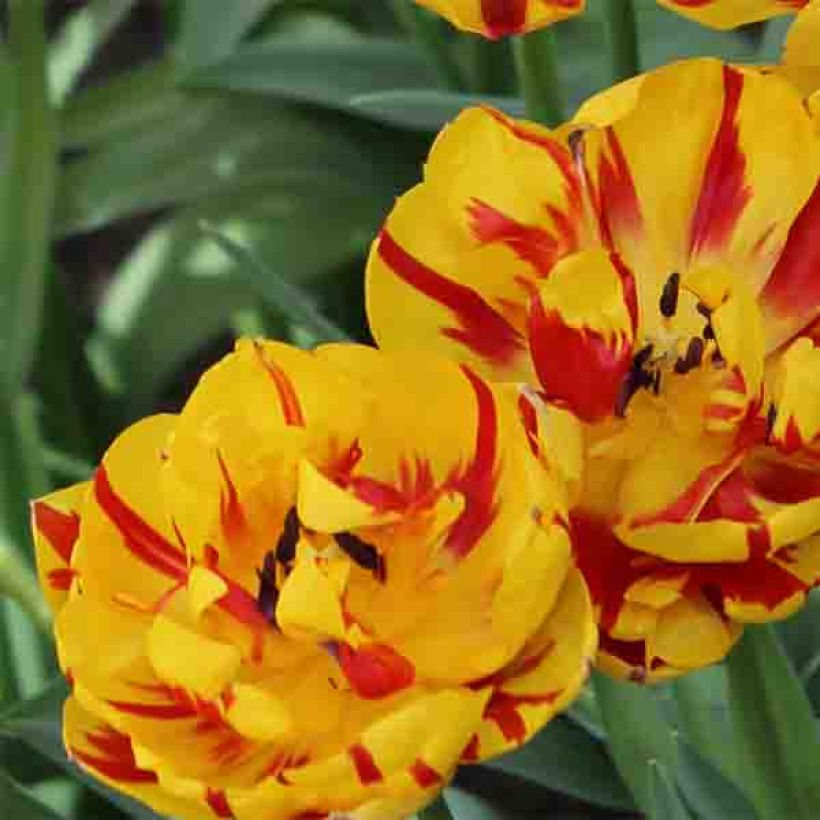 Tulipa Nizza - Double Late Tulip (Flowering)