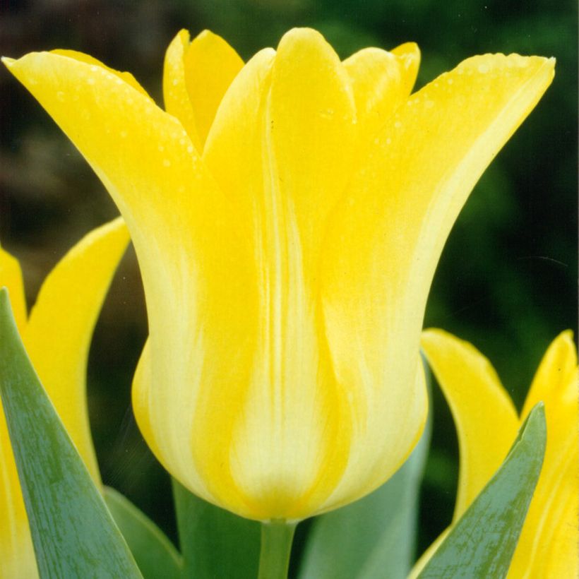 Tulipa Ballade Gold - Lily flowering Tulip (Flowering)