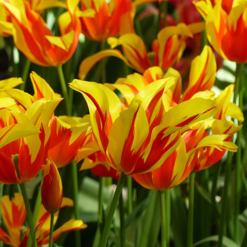 Tulipa Fire Wings - Lily flowering Tulip (Flowering)