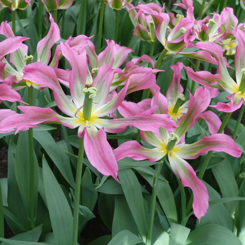 Tulipa Love Dance - Lily flowering Tulip (Flowering)