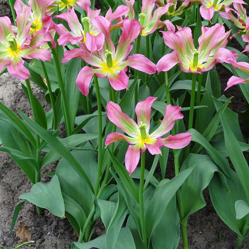 Tulipa Love Dance - Lily flowering Tulip (Plant habit)