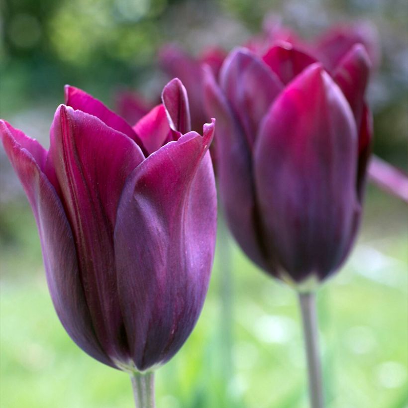 Tulipa 'Merlot' (Flowering)