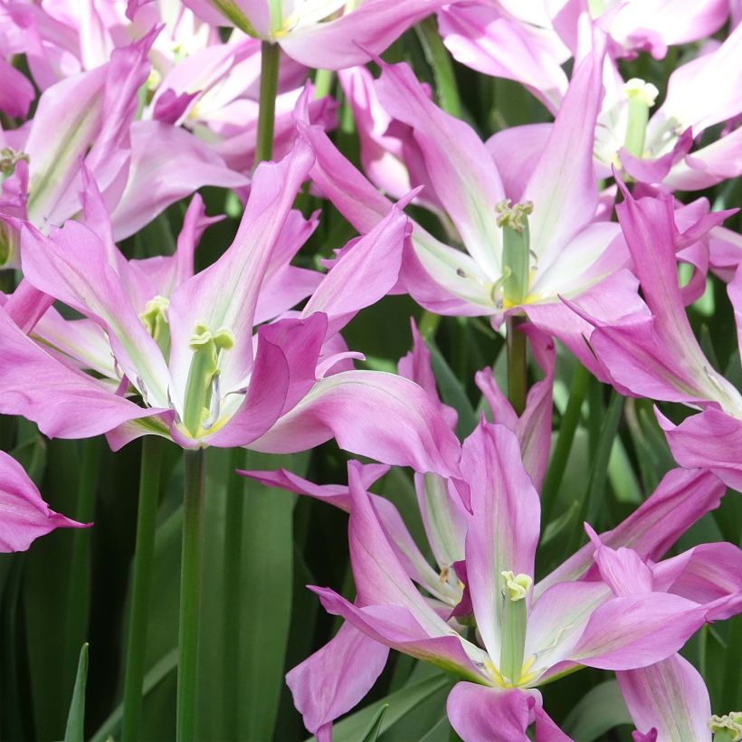 Tulipa Purple Dance - Lily flowering Tulip (Flowering)