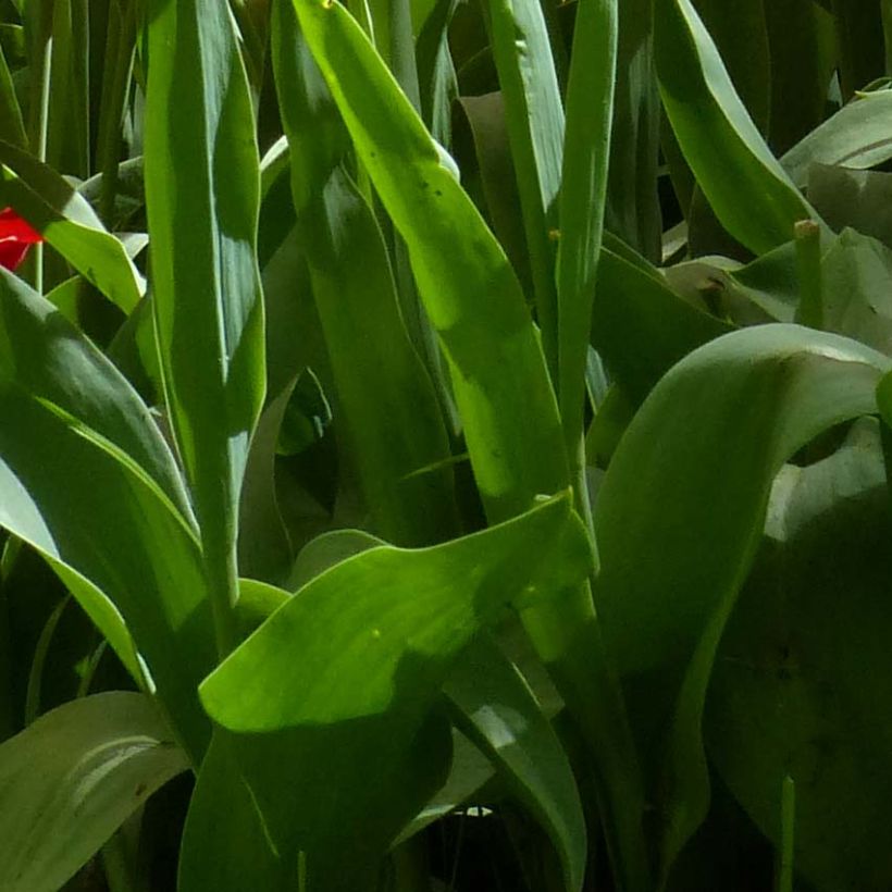 Tulipa Red Shine - Lily flowering Tulip (Foliage)