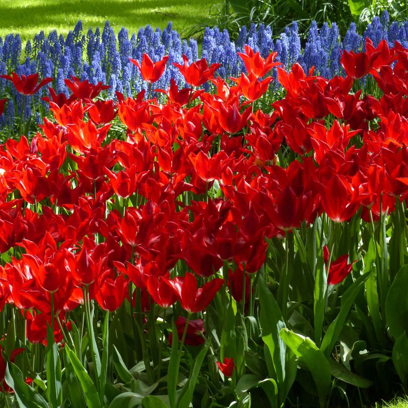 Tulipa Red Shine - Lily flowering Tulip (Flowering)