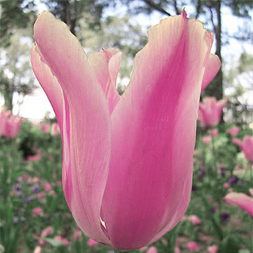 Tulipa Albert Heijn (Flowering)