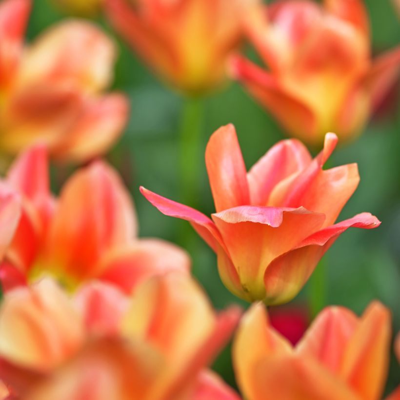 Tulipa fosteriana Apricot Emperor (Flowering)