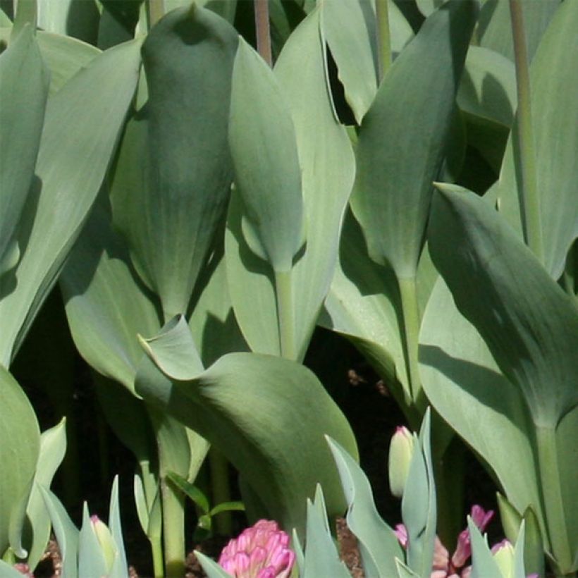 Tulipa Flaming Purissima (Foliage)