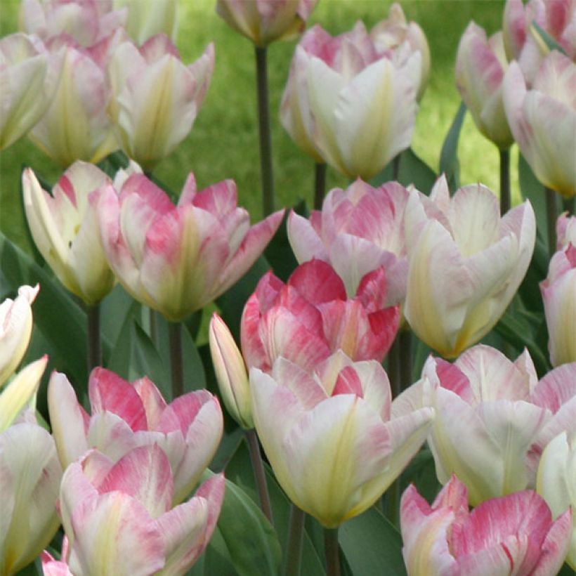 Tulipa Flaming Purissima (Flowering)