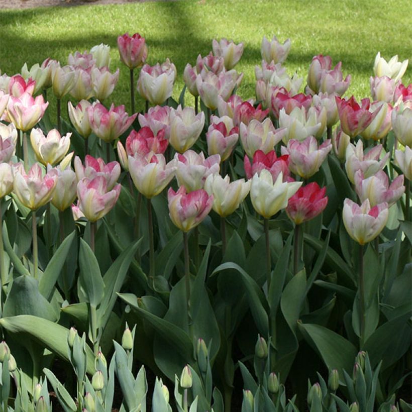 Tulipa Flaming Purissima (Plant habit)