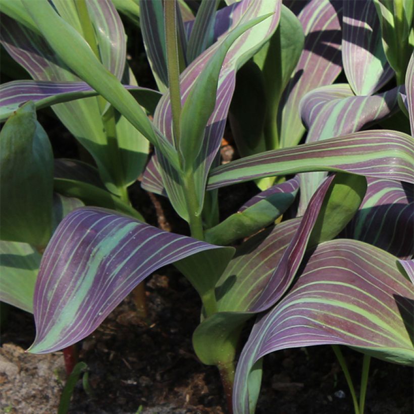 Tulipa fosteriana Juan (Foliage)