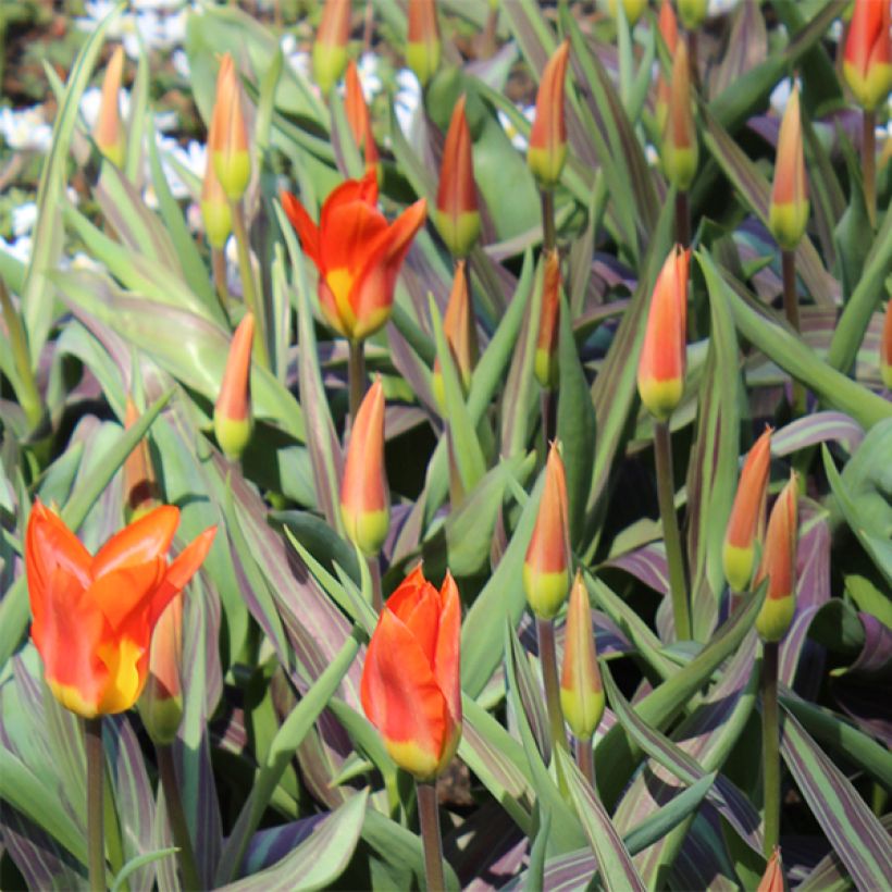 Tulipa fosteriana Juan (Flowering)