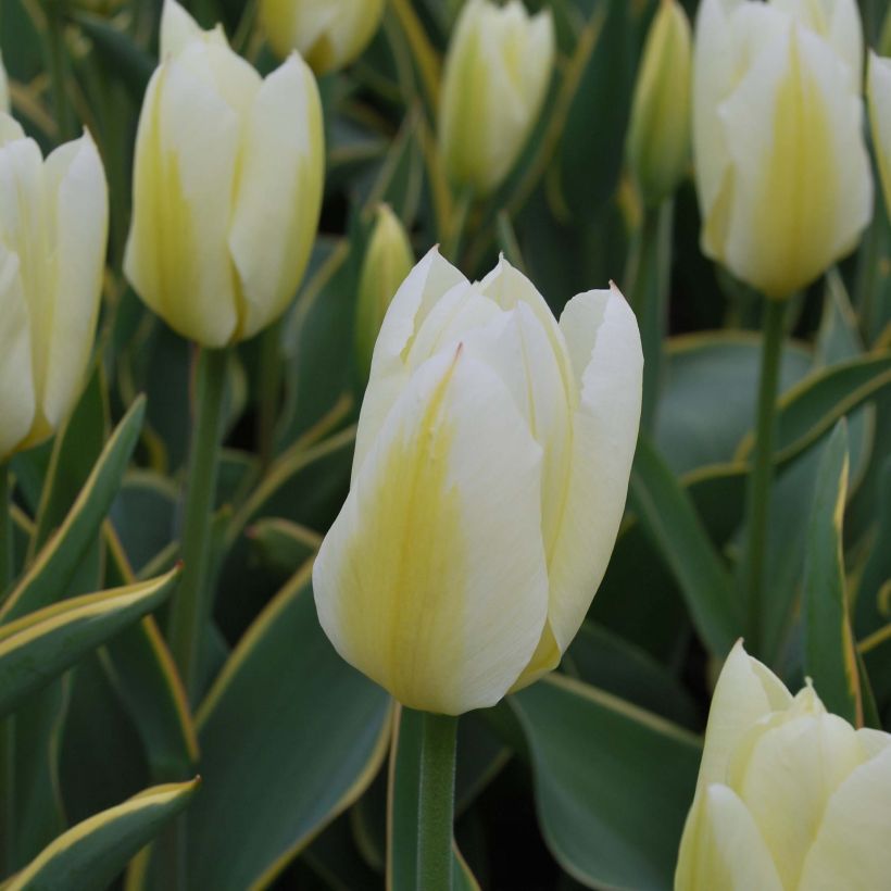 Tulipa fosteriana Purissima Design (Flowering)