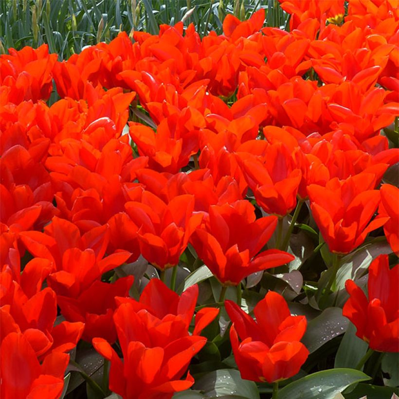 Tulipa Madame Lefeber (Flowering)