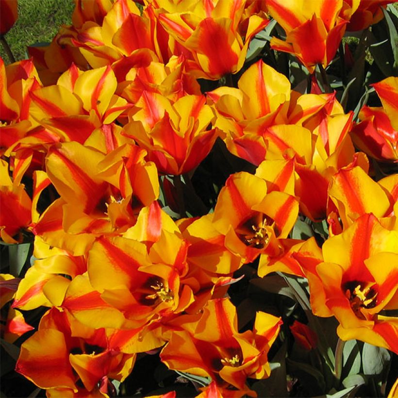 Tulipa Engadin (Flowering)