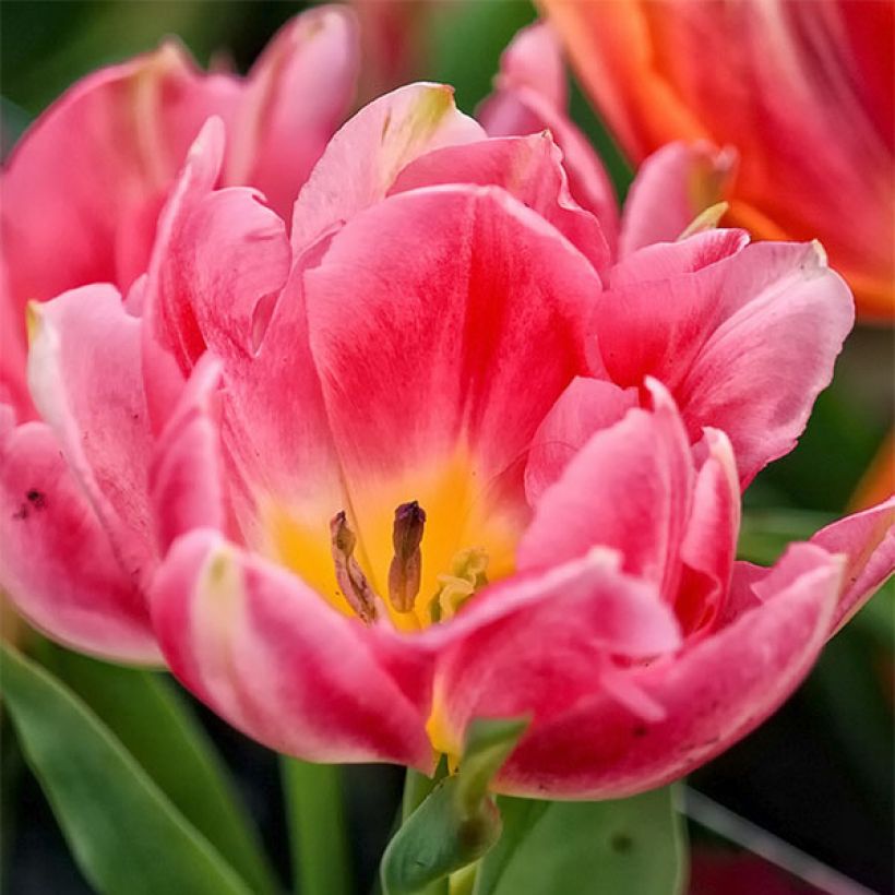 Tulipa Peach Blossom- Double Early Tulip (Flowering)