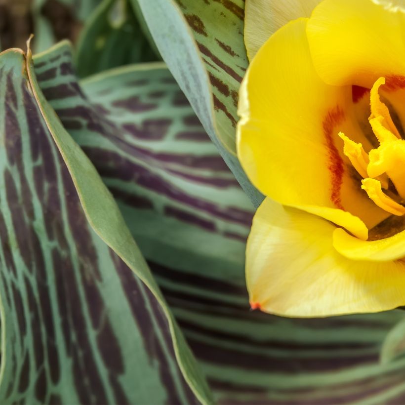 Tulipa greigii 'Melody d'Amour' (Foliage)