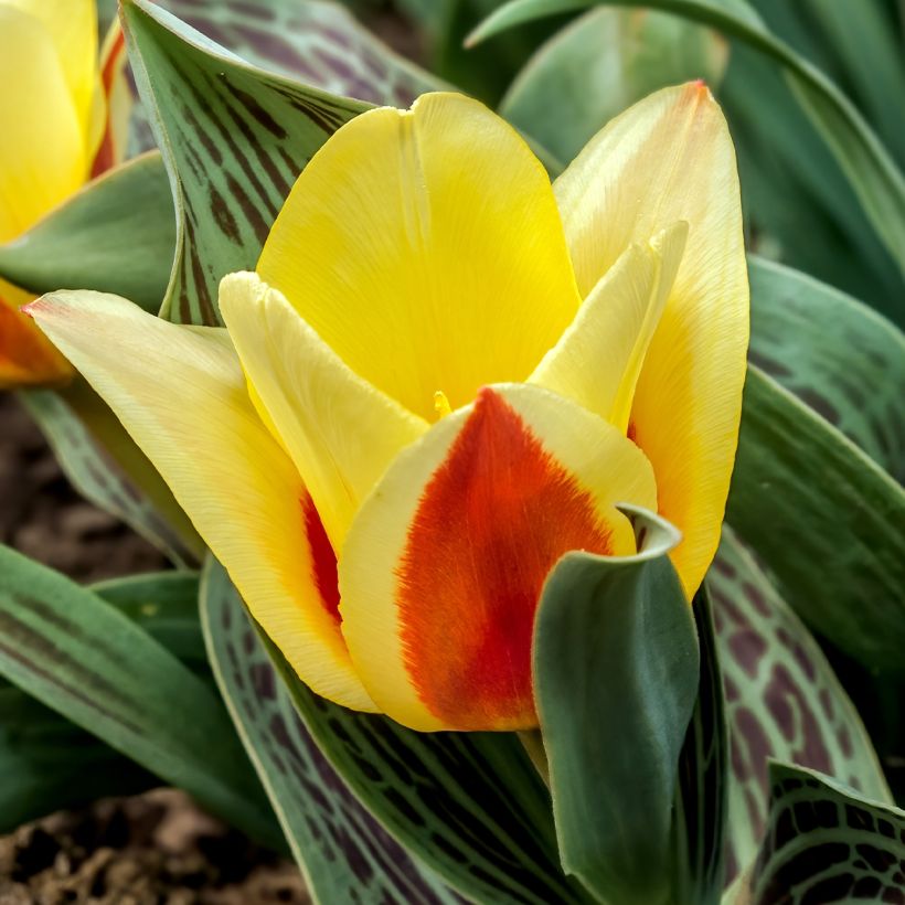 Tulipa greigii 'Melody d'Amour' (Flowering)