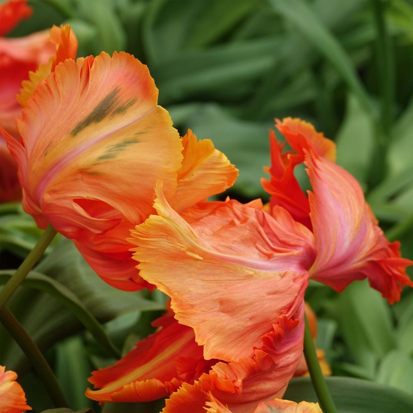 Tulipa Avignon Parrot (Flowering)