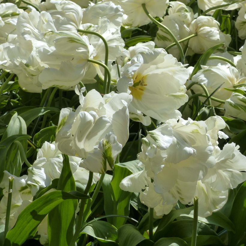 Tulipa Madonna - Parrot Tulip (Flowering)