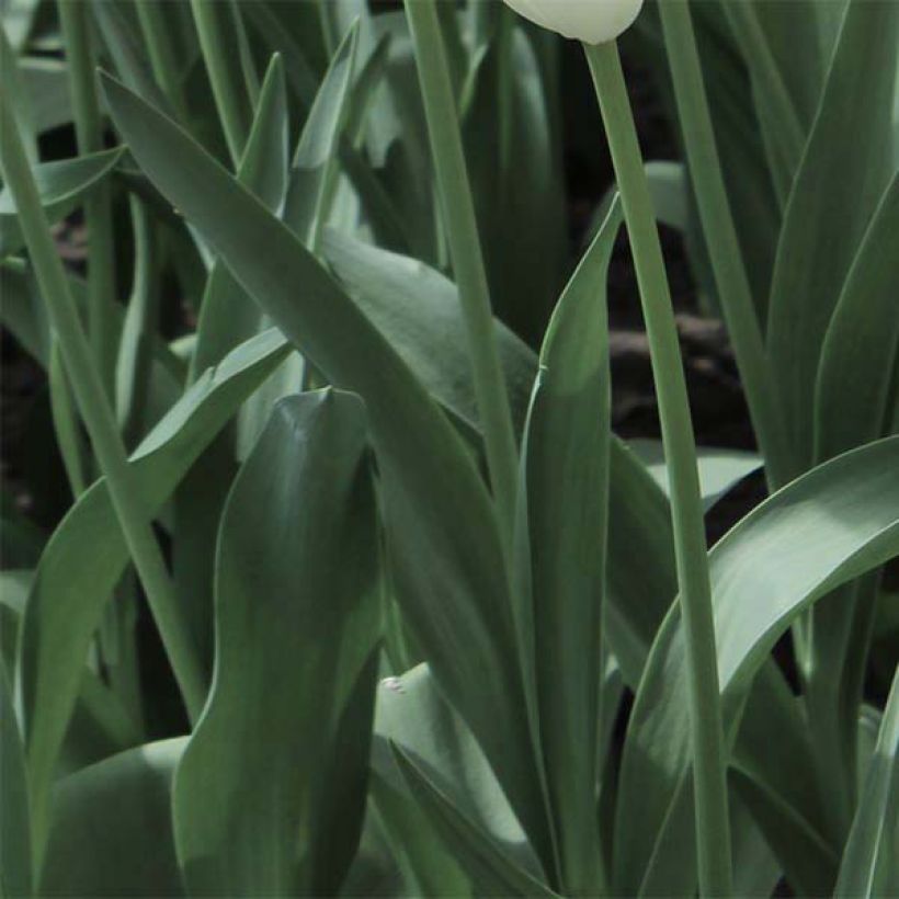 Tulipa Mysterious Parrot - Parrot Tulip (Foliage)