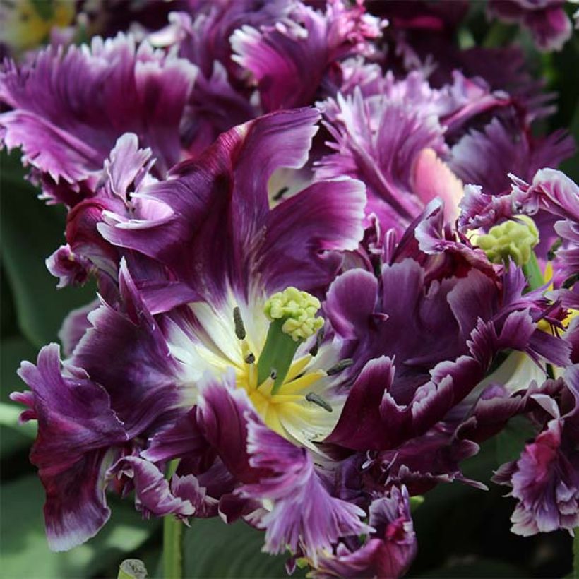 Tulipa Mysterious Parrot - Parrot Tulip (Flowering)