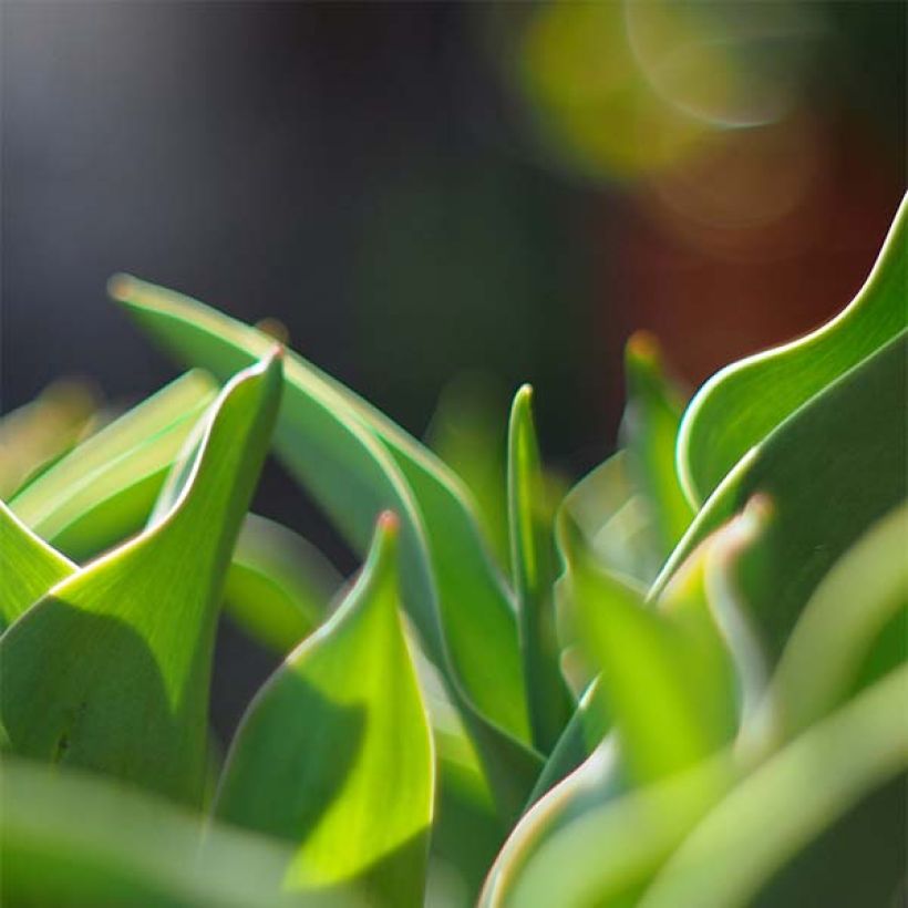 Tulipa Parrot Prince (Foliage)