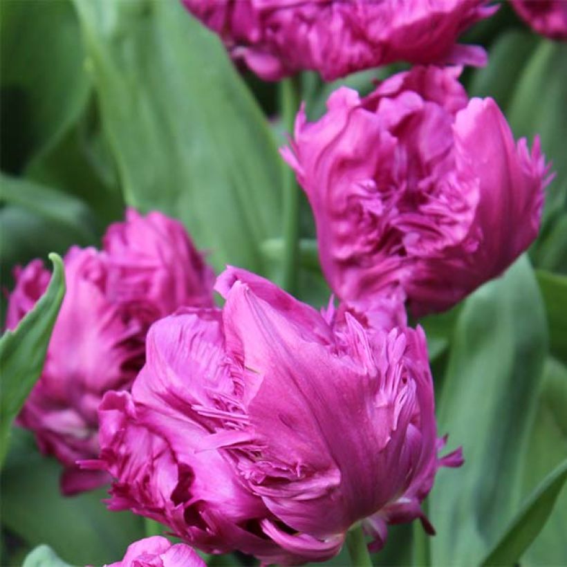 Tulipa Parrot Prince (Flowering)