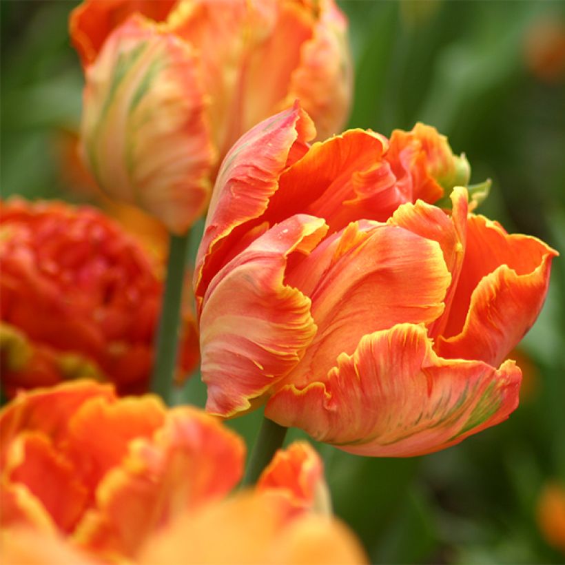 Tulipa Professor Röntgen (Flowering)