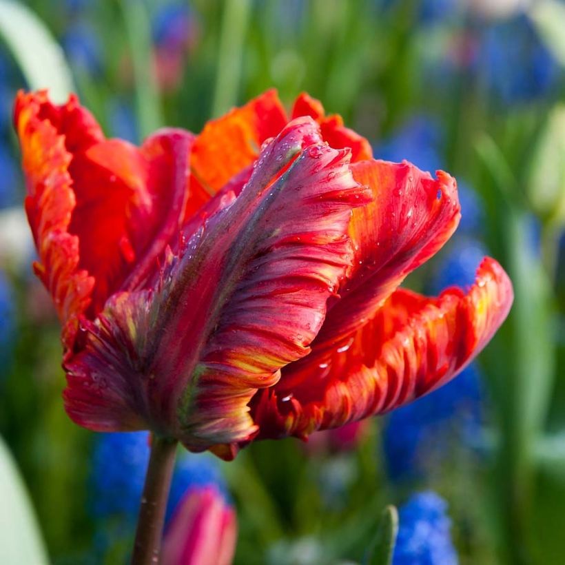 Tulipa Rasta Parrot - Parrot Tulip (Flowering)