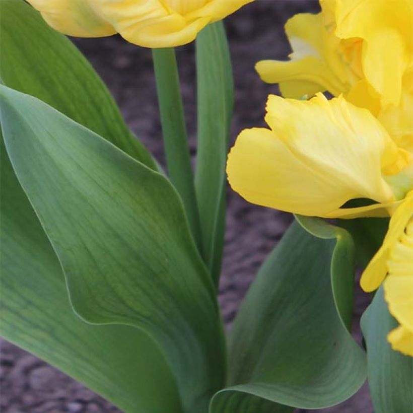 Tulipa Yellow Sun - Parrot Tulip (Foliage)