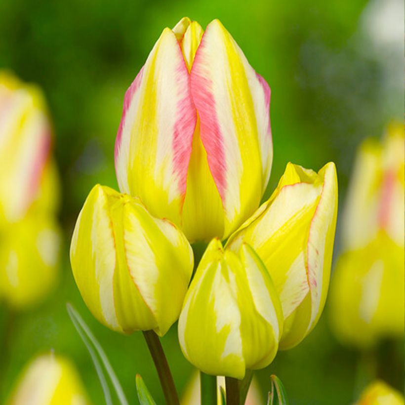 Tulipa 'Antoinette' (Flowering)