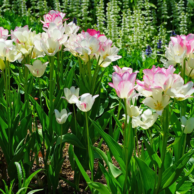 Tulipa 'Candy Club' (Plant habit)