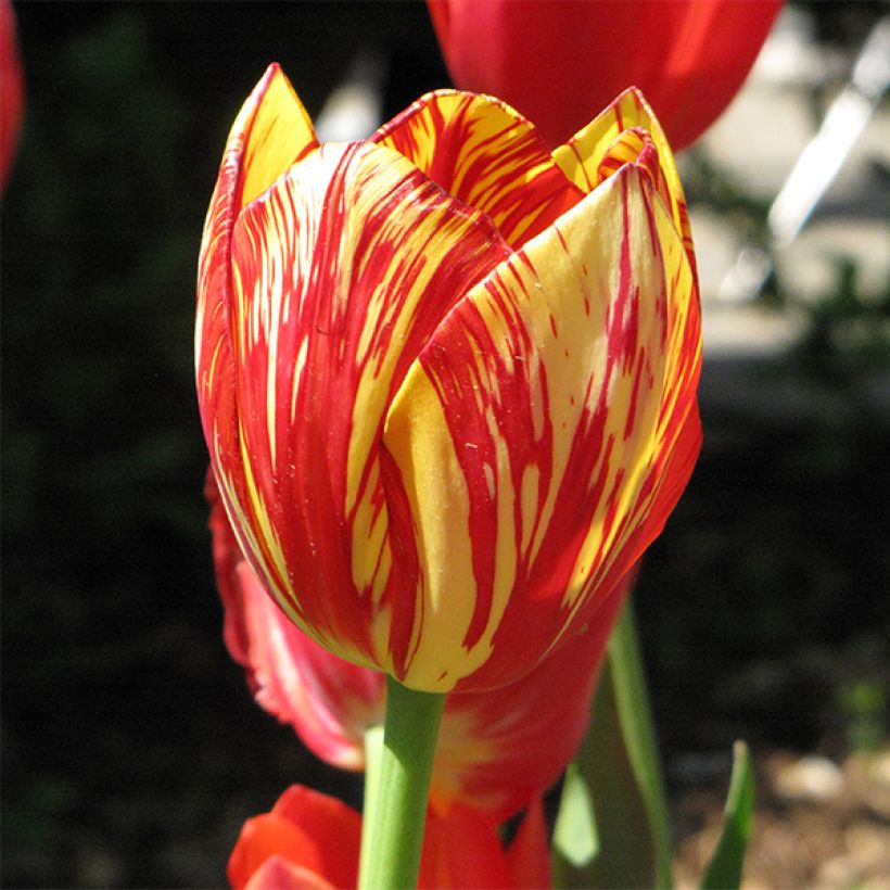 Tulipa Colour Spectacle - Mutliple flowering Tulip (Flowering)